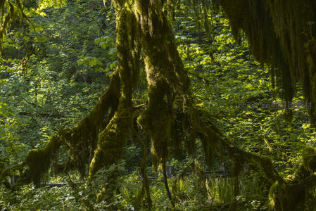 古树根系缠绕苔藓如绿帘垂落