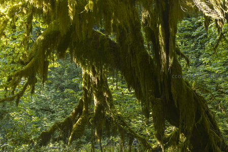 苔藓垂挂枝头如绿色瀑布倾泻