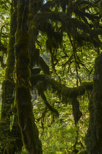 阳光穿梭苔藓林间织就绿意迷宫