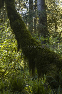 苔藓覆盖的森林巨木，阳光穿透绿意盎然