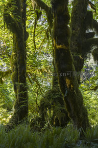 阳光洒落苔藓林间，绿意盎然生机勃勃