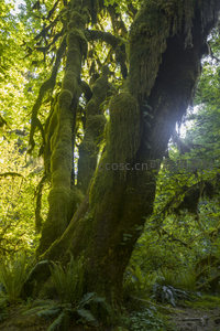 巨树参天苔藓垂挂，阳光穿透林冠洒落
