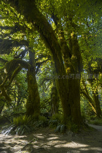 苔藓古树沐浴阳光，林间小径光影交错
