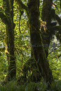森林深处苔藓缠绕巨木，光影交织绿意盎然