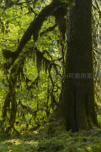 苔藓覆盖的森林巨树，阳光穿透绿意