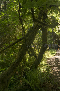 林间小径旁苔藓缠绕的古老树枝