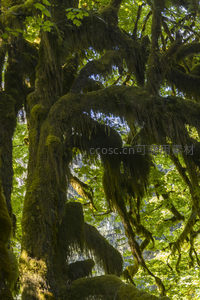 仰拍视角下苔藓垂挂的森林穹顶