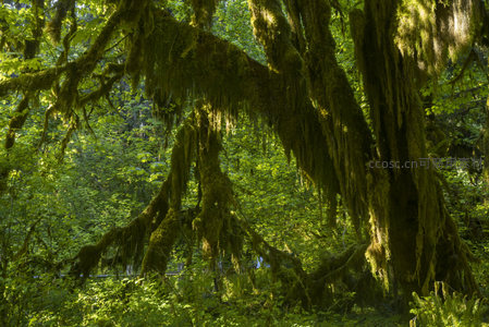 阳光下的苔藓巨木，如梦似幻的森林秘境