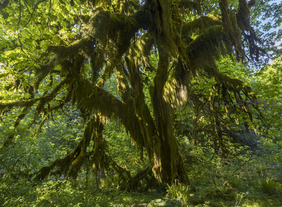 苍劲古树披满青苔，沐浴晨曦光辉