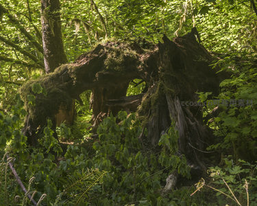 古老树桩覆盖青苔，森林深处静谧自然