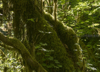 苔藓缠绕树干，阳光穿透林间绿意盎然