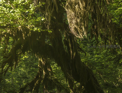 垂挂地衣如帘幕，古树苍劲显岁月痕迹