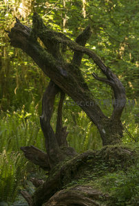 扭曲枯木覆青苔，蕨类环绕显生机盎然