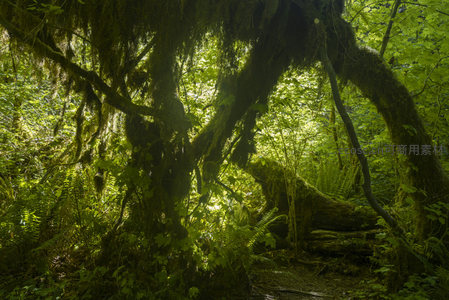 阳光穿透苔藓覆盖的古老森林树冠