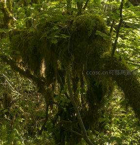 枝头垂挂的绿绒苔藓与蕨类共生