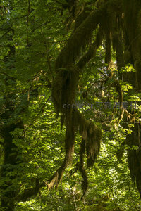 森林深处悬挂的苔藓帘幕随风轻摆