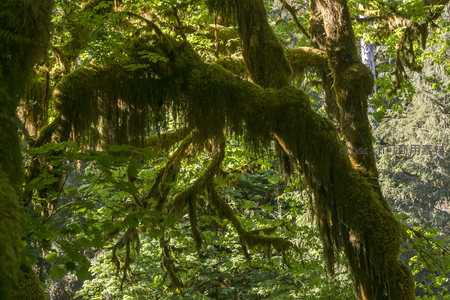 苍劲古木披覆青苔宛如巨龙盘踞