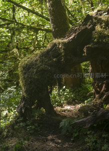 倒伏朽木被青苔温柔包裹成自然雕塑
