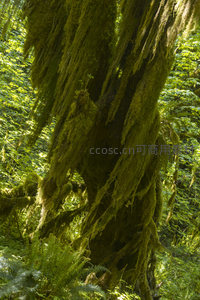 苔藓覆盖的古老树干特写