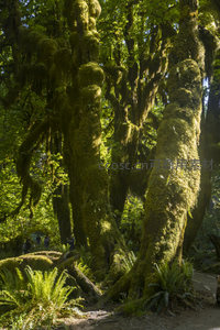 苔藓巨木林间小径