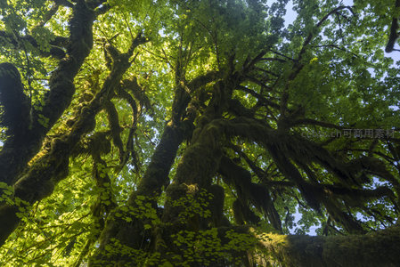 仰望苍穹下的苔藓巨树