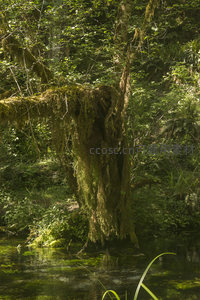 溪边苔藓古树倒影