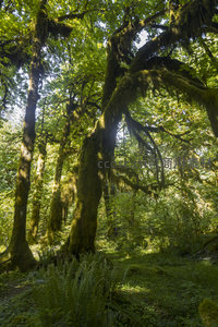 晨光中的苔藓森林，绿意盎然生机勃勃