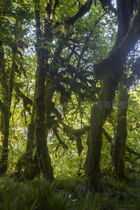 古老巨木缠绕青苔，森林深处静谧如画