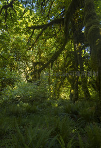 幽深林间小径，苔藓与蕨类共生的绿野