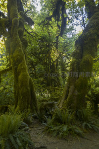 苔藓覆盖的古老森林秘境