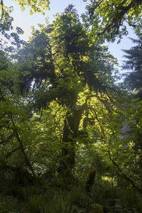 阳光穿透林间绿意盎然