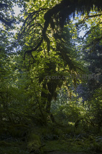 枝蔓垂挂的森林光影诗