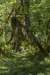 被苔藓拥抱的森林精灵树