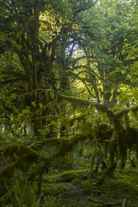 光影交错的苔藓森林走廊