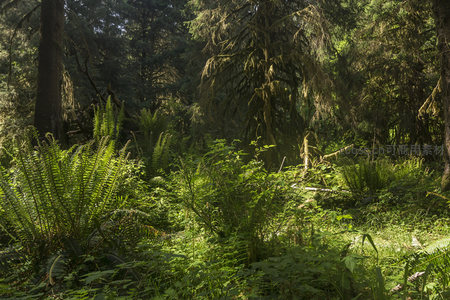阳光穿透的原始森林秘境