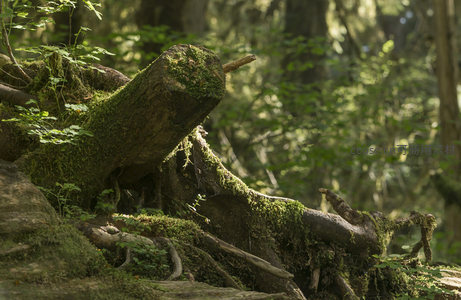 苔藓覆盖的古老树根特写