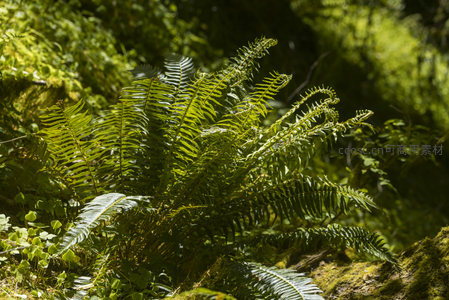 微距下的蕨叶细节之美