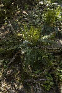 林间小径旁的蕨类丛生