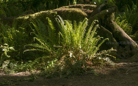 古树根旁蕨类沐浴阳光