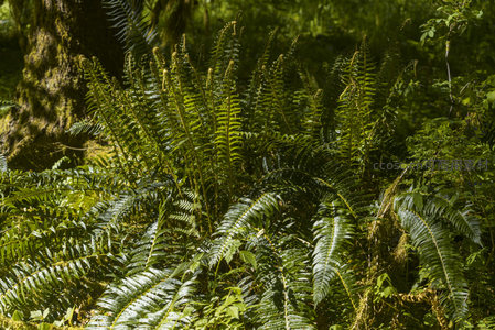 阳光穿透的蕨类植物丛生森林