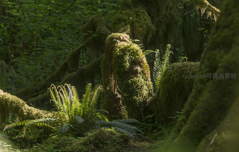 苔藓包裹的树根与新生蕨类