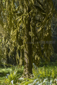 垂挂苔藓如帘幕的参天古树