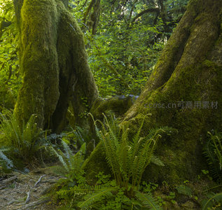 巨大树干间的蕨类与苔藓世界
