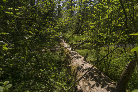 森林中横卧的古老倒木与茂密绿植