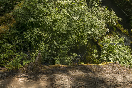 树桩边缘的茂盛蕨类与斑驳树皮