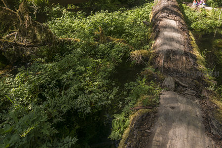 溪流旁的倒木桥与繁茂水生植物