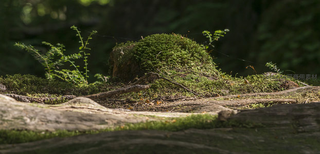 苔藓覆盖的树桩与林间微距特写