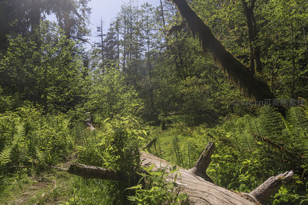 阳光穿透茂密森林，苔藓覆盖的倒木静卧绿茵