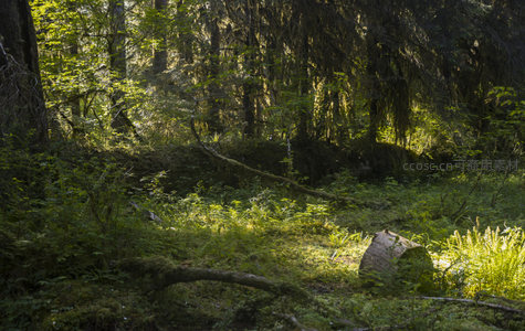 林间光影斑驳，苔藓与绿植交织的幽静秘境