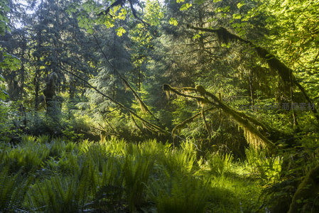 枝干垂挂苔藓，阳光洒满蕨类丛生的森林深处